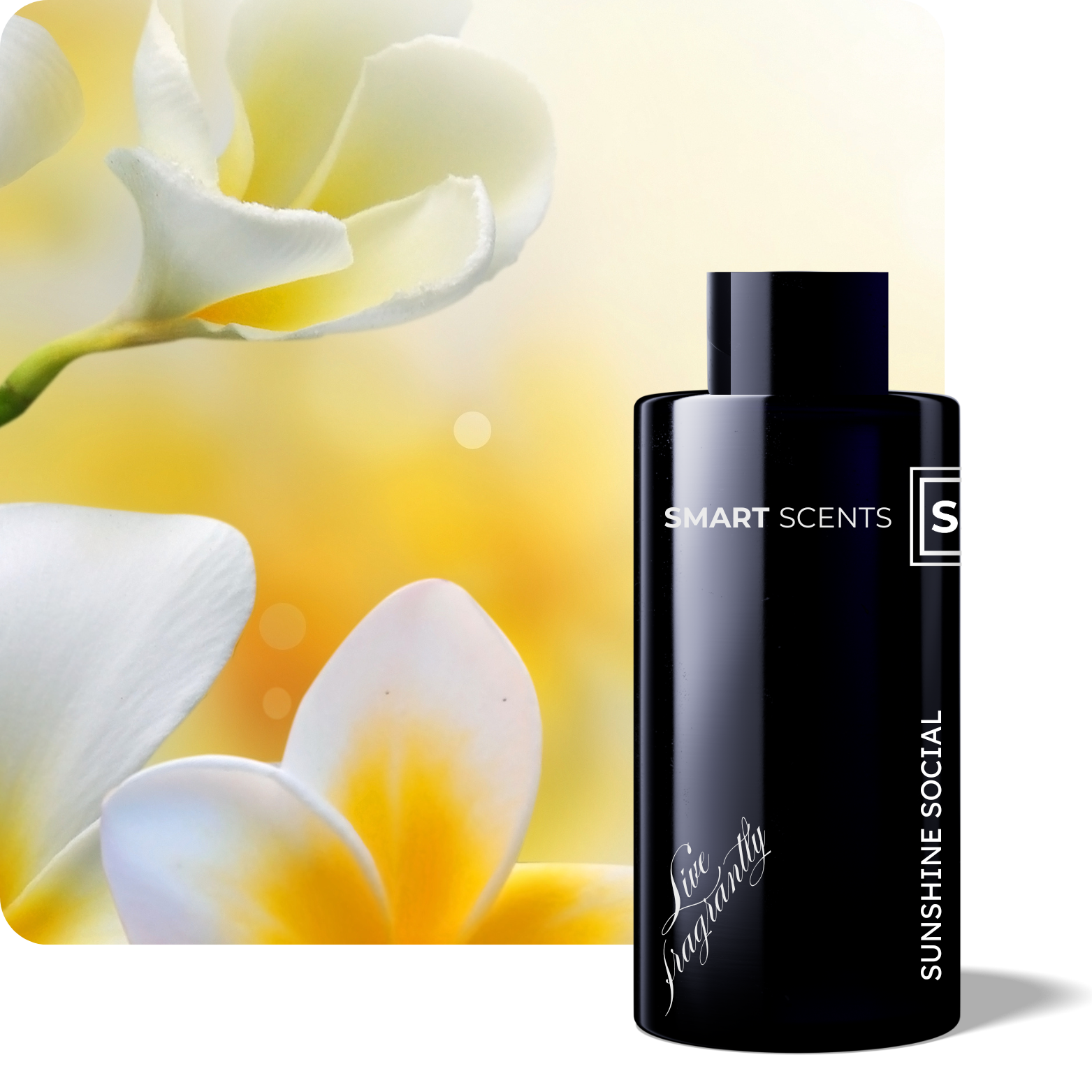 Sunshine Social Fragrance Oil